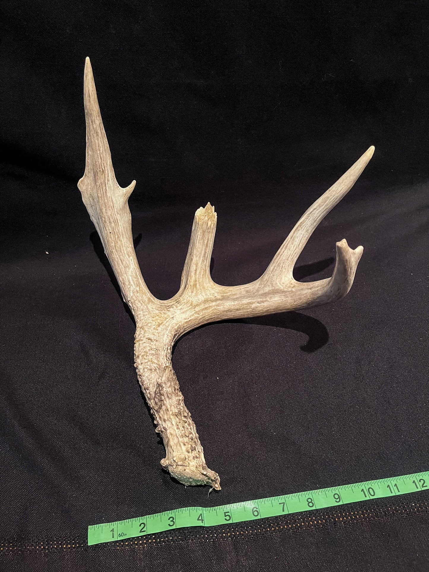 Deer Antler - Giant White-tailed deer Antler. Massive and Fresh. Wild deer antler for decor, design, crafting and more