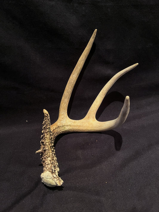 Deer Antler - White-tailed deer Antler. Fresh. Wild deer antler for decor, design, crafting and more