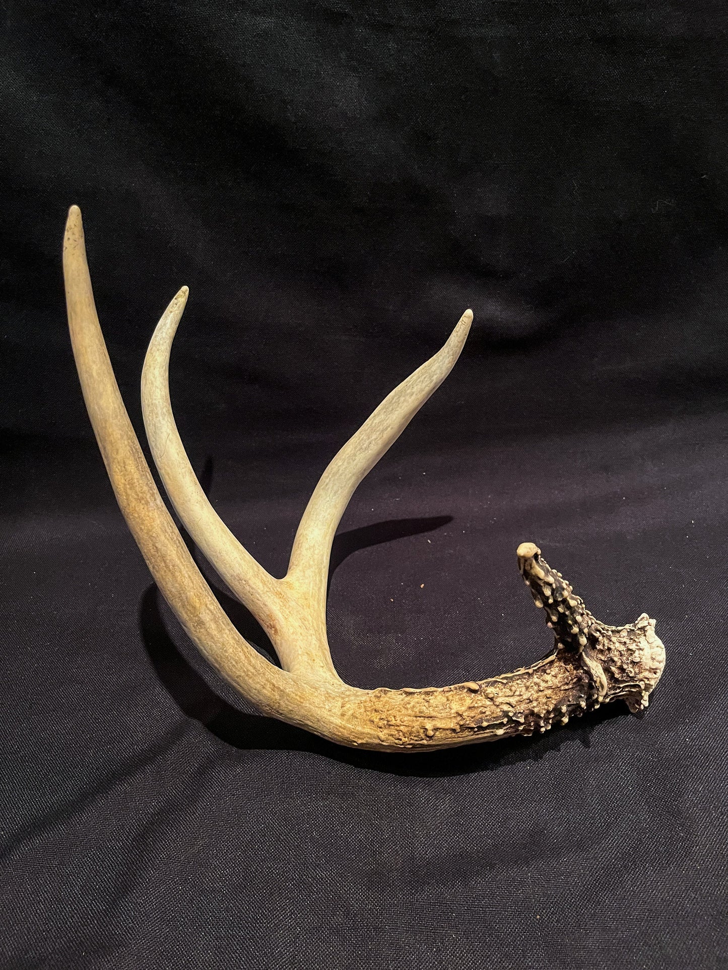 Deer Antler - White-tailed deer Antler. Fresh. Wild deer antler for decor, design, crafting and more