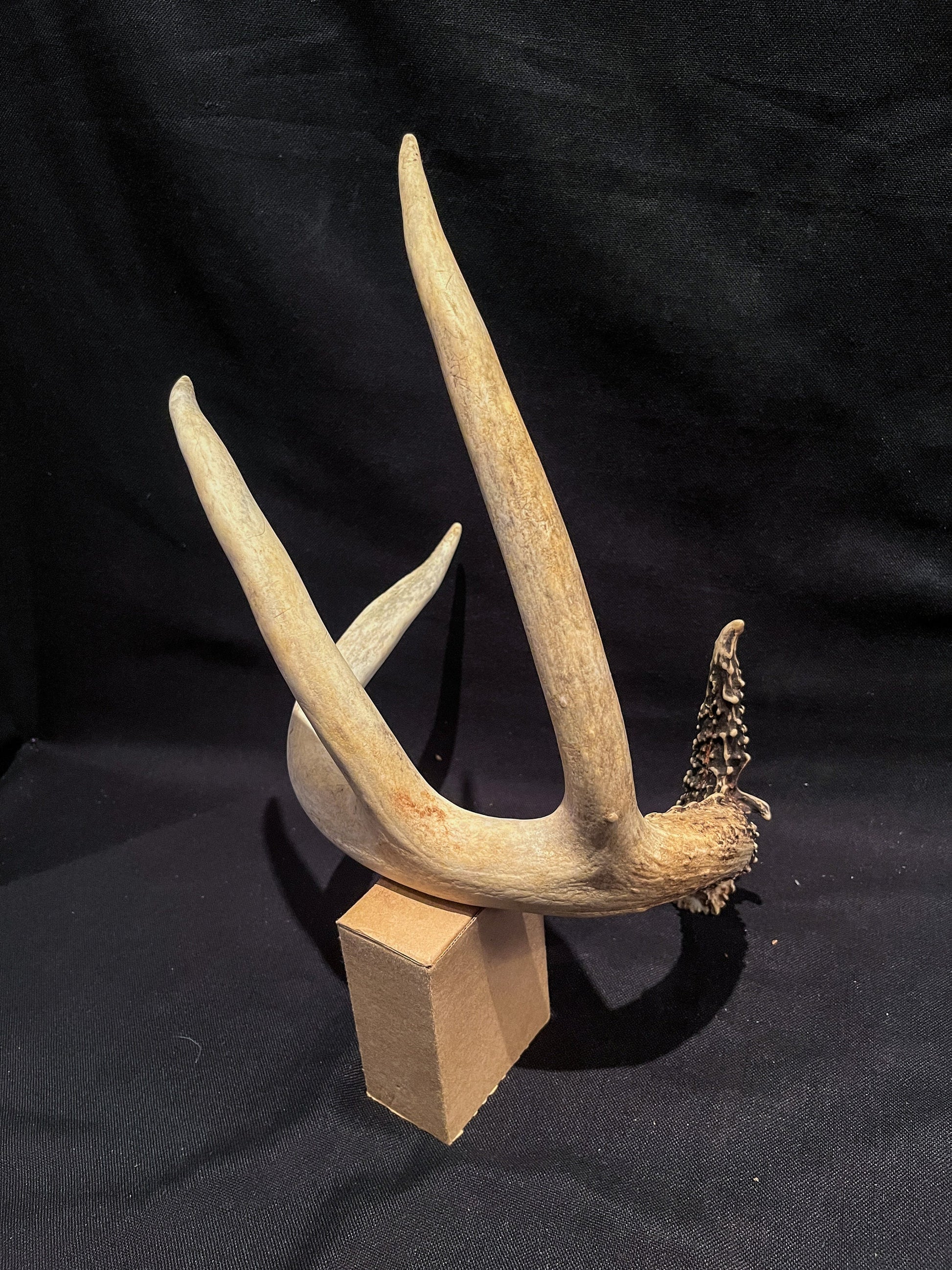 Deer Antler - White-tailed deer Antler. Fresh. Wild deer antler for decor, design, crafting and more