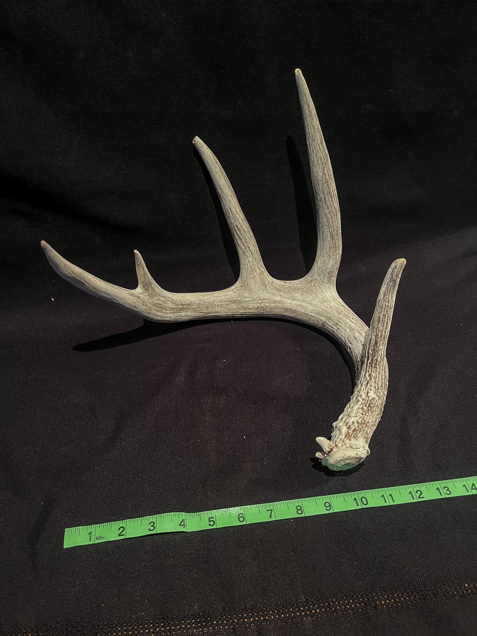 White-tailed Deer Antler - Huge antler with chew damage. From a wild Canadian deer. Decor, design, crafting and more!