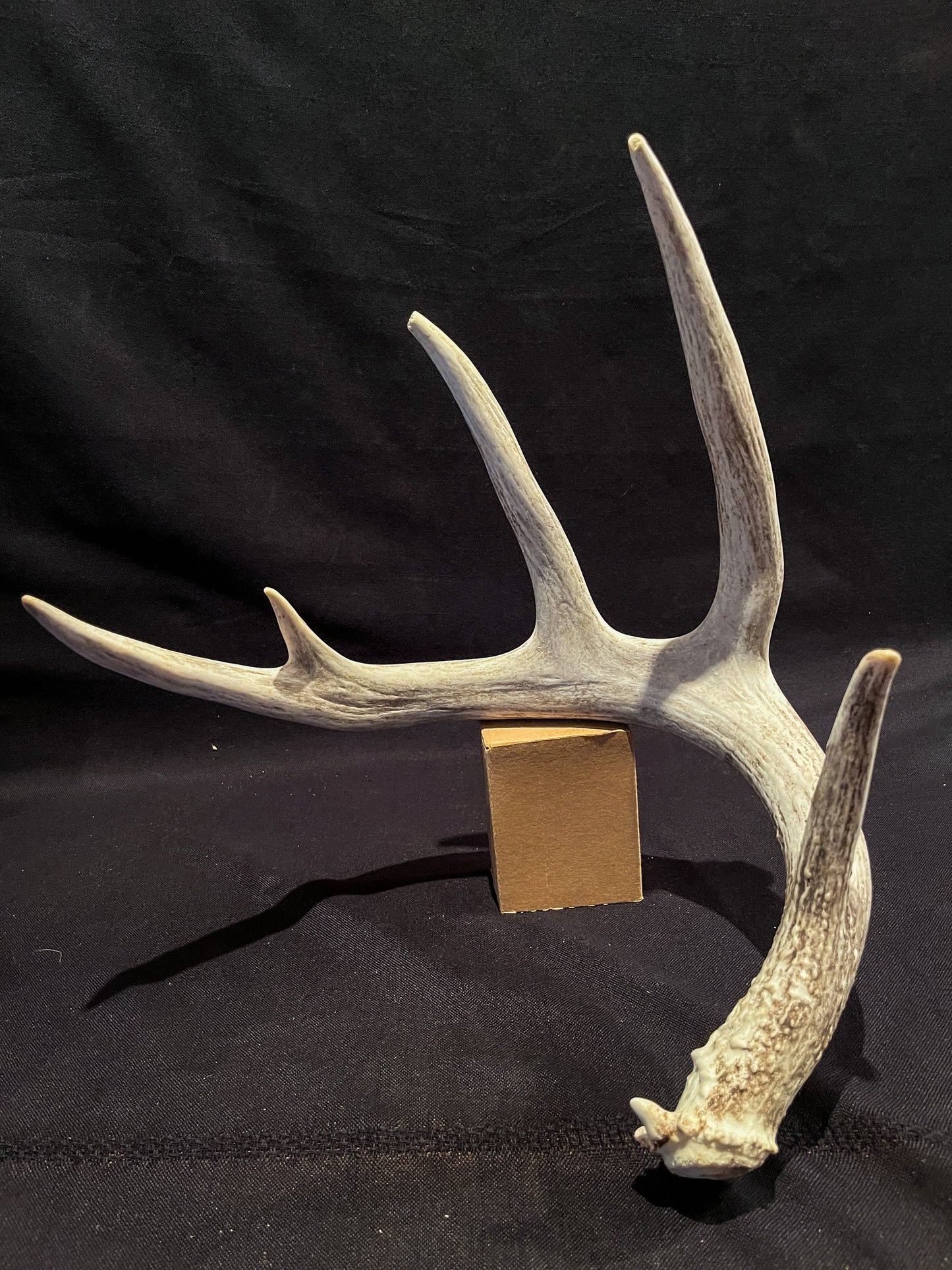 White-tailed Deer Antler - Huge antler with chew damage. From a wild Canadian deer. Decor, design, crafting and more!