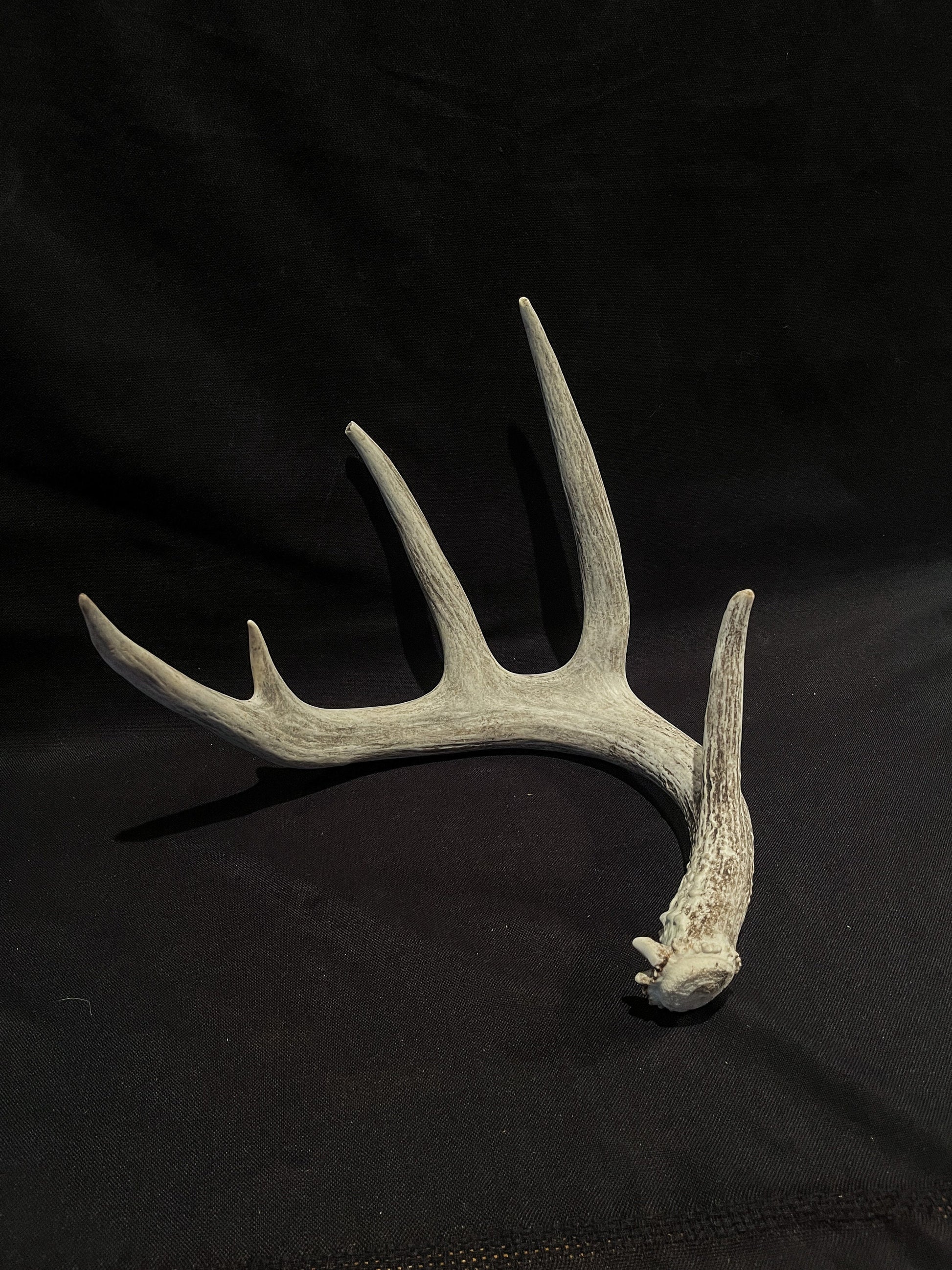 White-tailed Deer Antler - Huge antler with chew damage. From a wild Canadian deer. Decor, design, crafting and more!