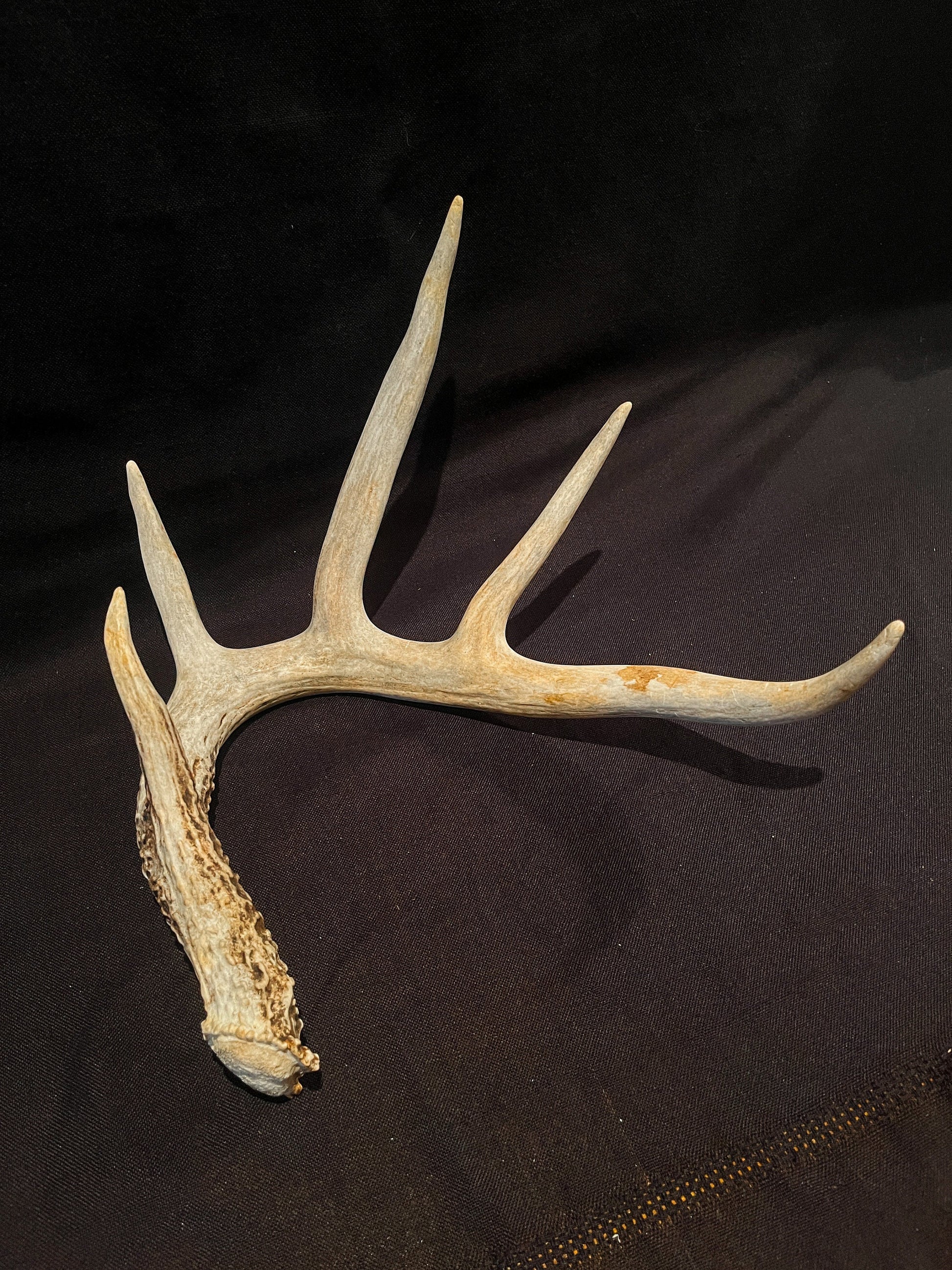 Deer Antler - Giant White-tailed deer Antler. Massive and Fresh. Stunning wild deer antler for decor, design, crafting and more