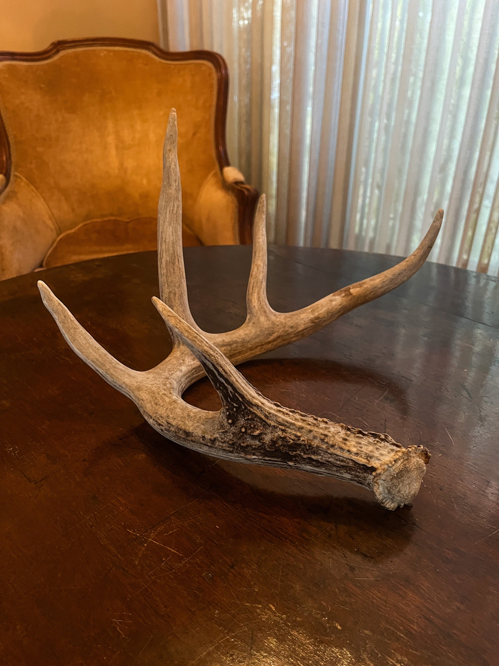 Deer Antler - Giant White-tailed deer Antler. Massive and Fresh. Stunning wild deer antler for decor, design, crafting and more