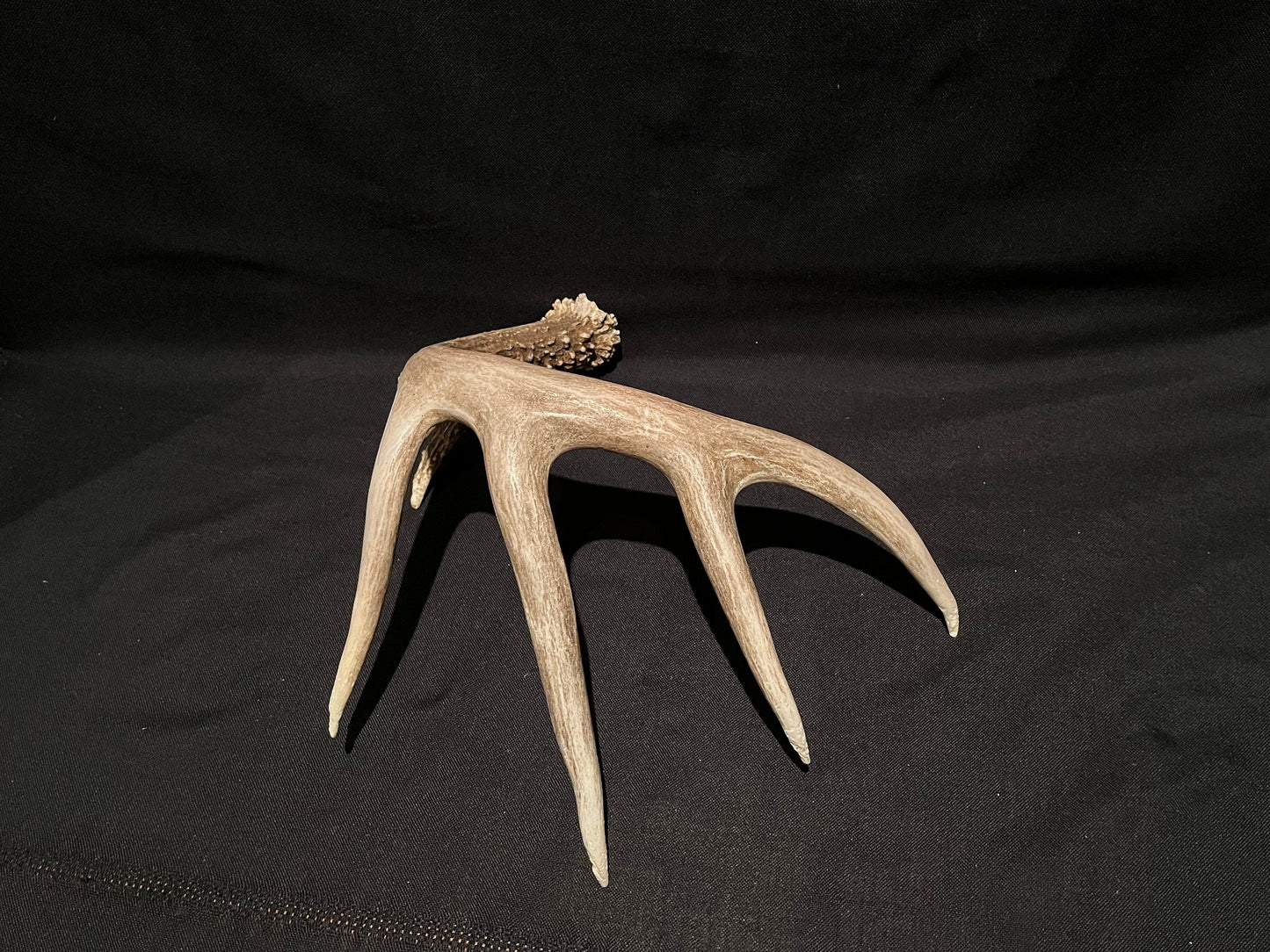 Deer Antler - Classic White-tailed deer Antler. Extra Large and Fresh. Stunning wild deer antler for decor, design, crafting and more