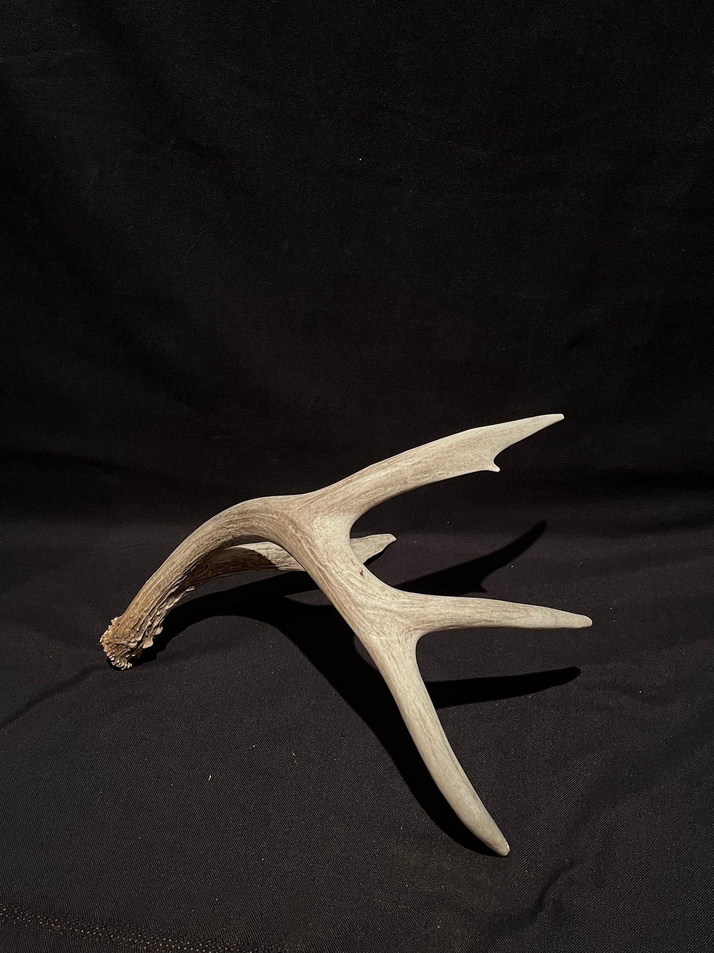 Deer Antler. Unusual decor antler, strange style, display, crafting and more. Terrarium. Antler/Horn