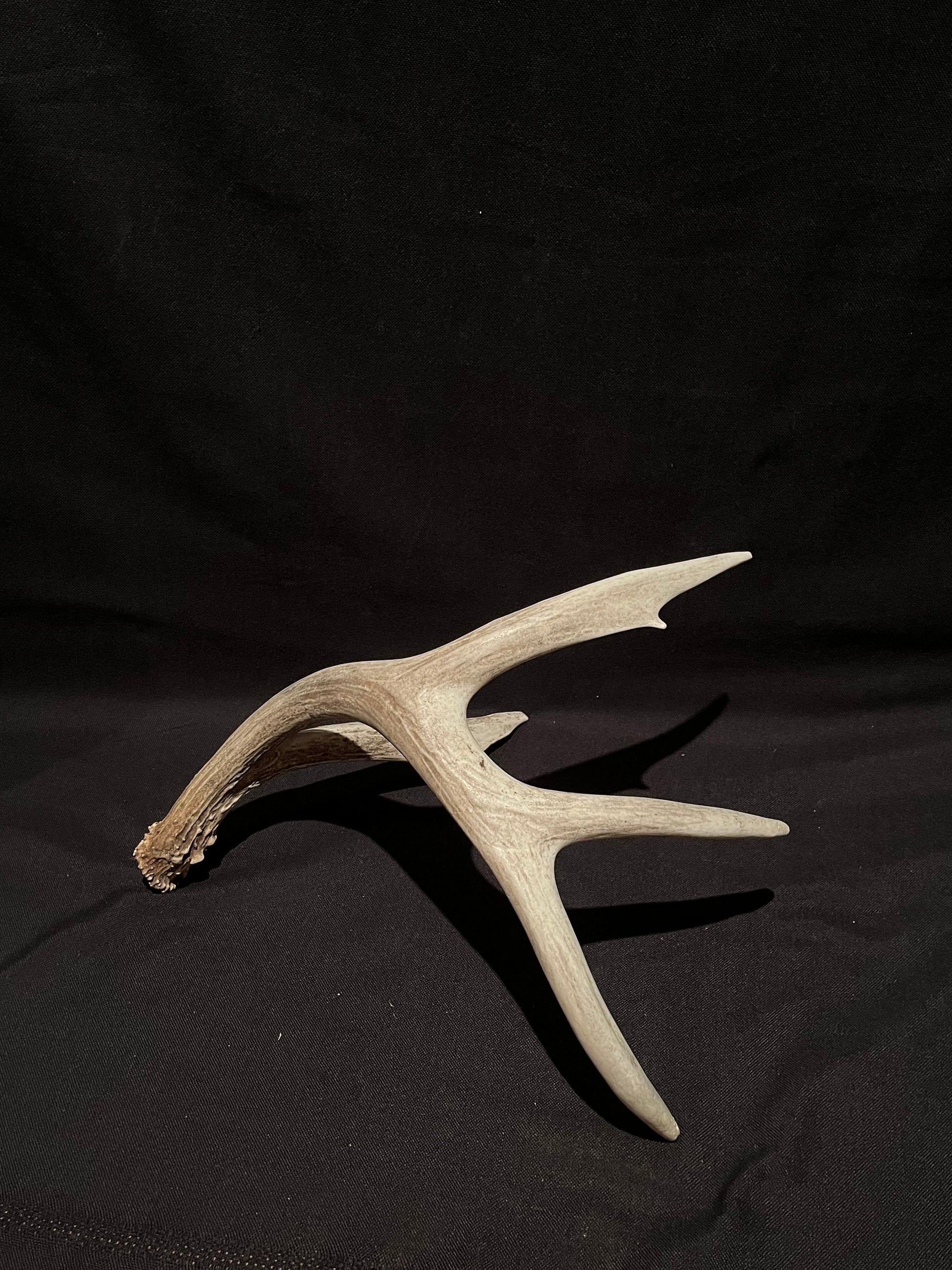 Deer Antler. Unusual decor antler, strange style, display, crafting and more. Terrarium. Antler/Horn