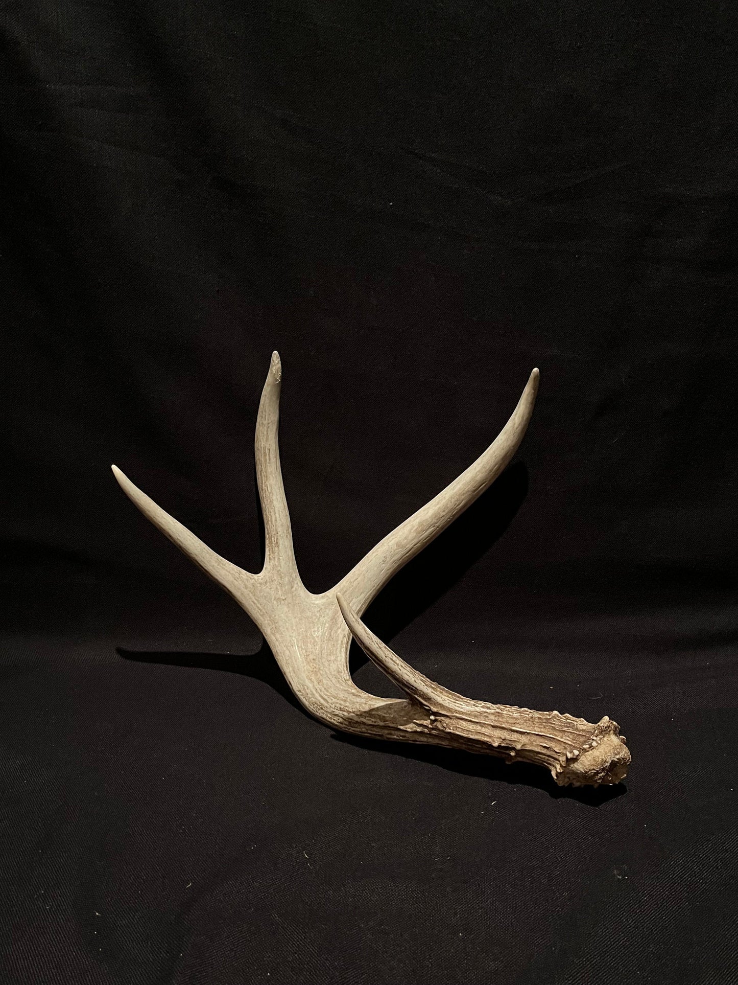 Deer Antler. Unusual decor antler, strange style, display, crafting and more. Terrarium. Antler/Horn