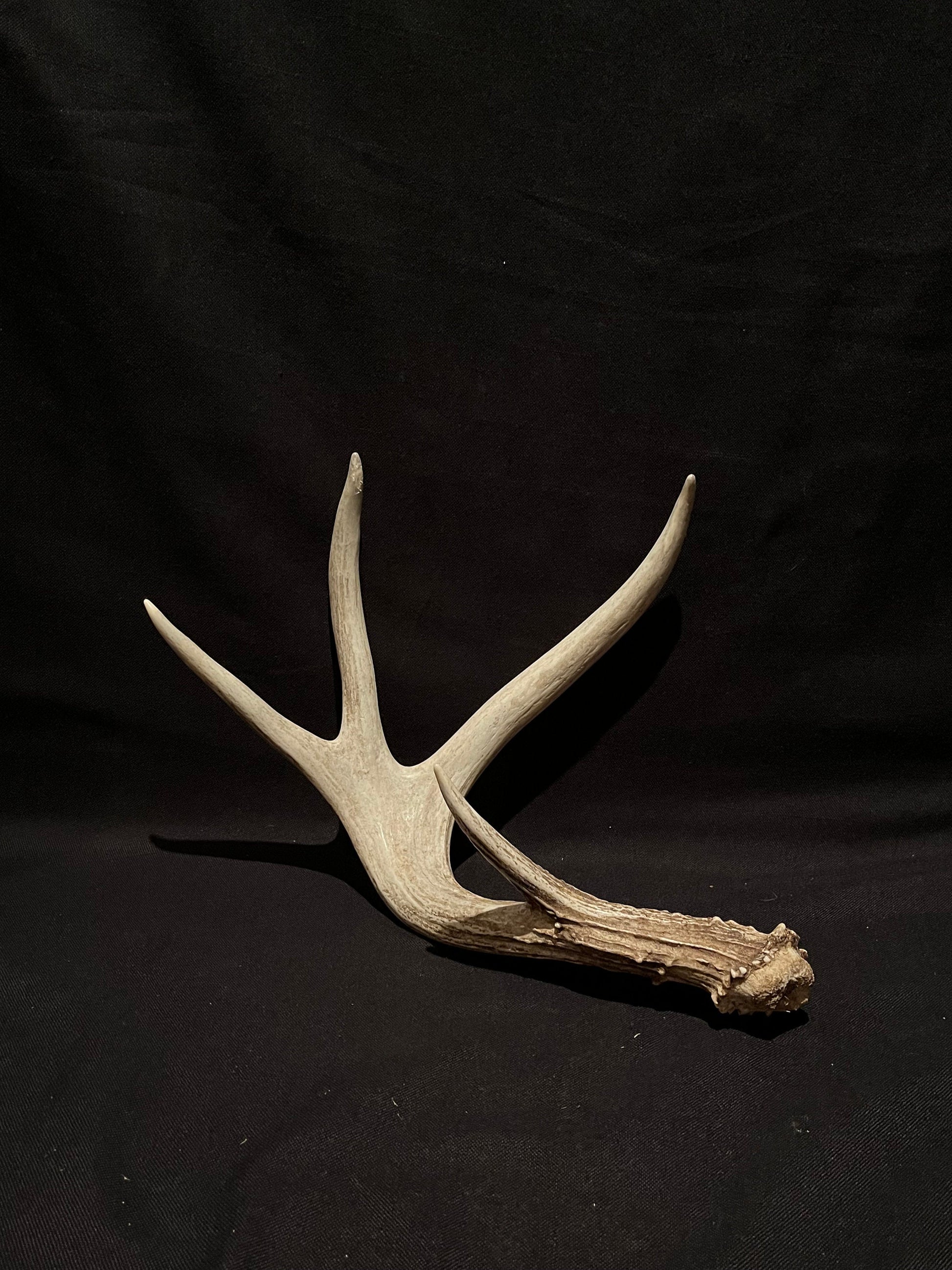 Deer Antler. Unusual decor antler, strange style, display, crafting and more. Terrarium. Antler/Horn