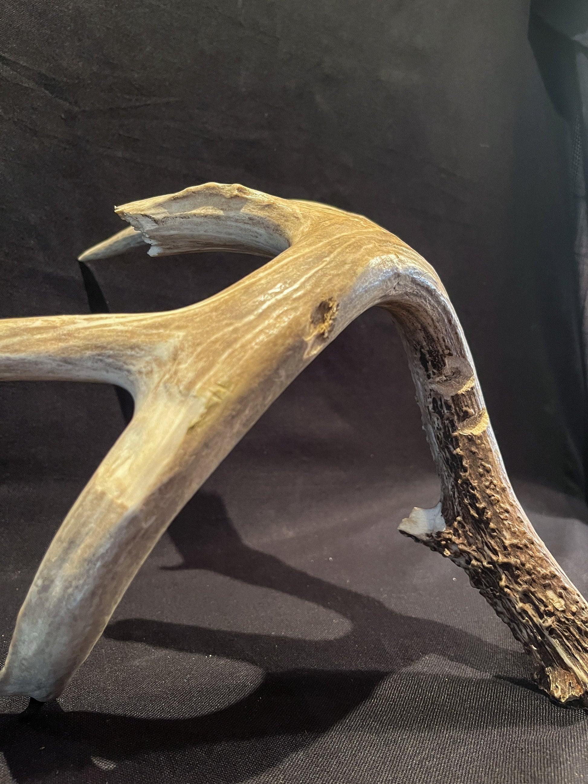 Deer Antler - Giant White-tailed deer Antler. Massive and Fresh. Wild deer antler for decor, design, crafting and more