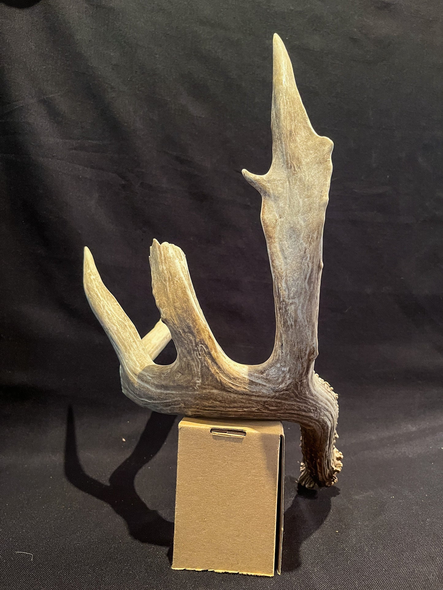 Deer Antler - Giant White-tailed deer Antler. Massive and Fresh. Wild deer antler for decor, design, crafting and more