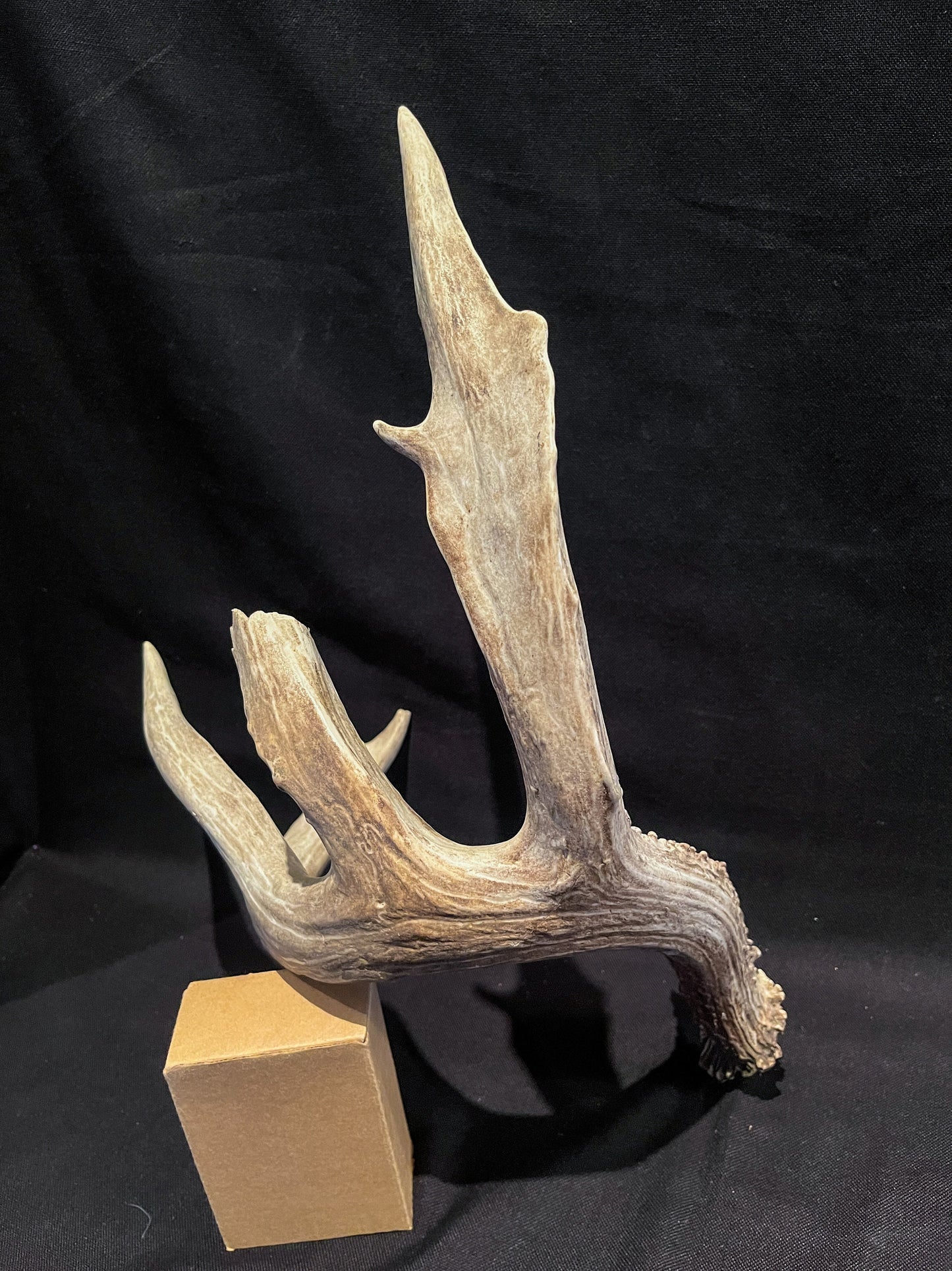 Deer Antler - Giant White-tailed deer Antler. Massive and Fresh. Wild deer antler for decor, design, crafting and more