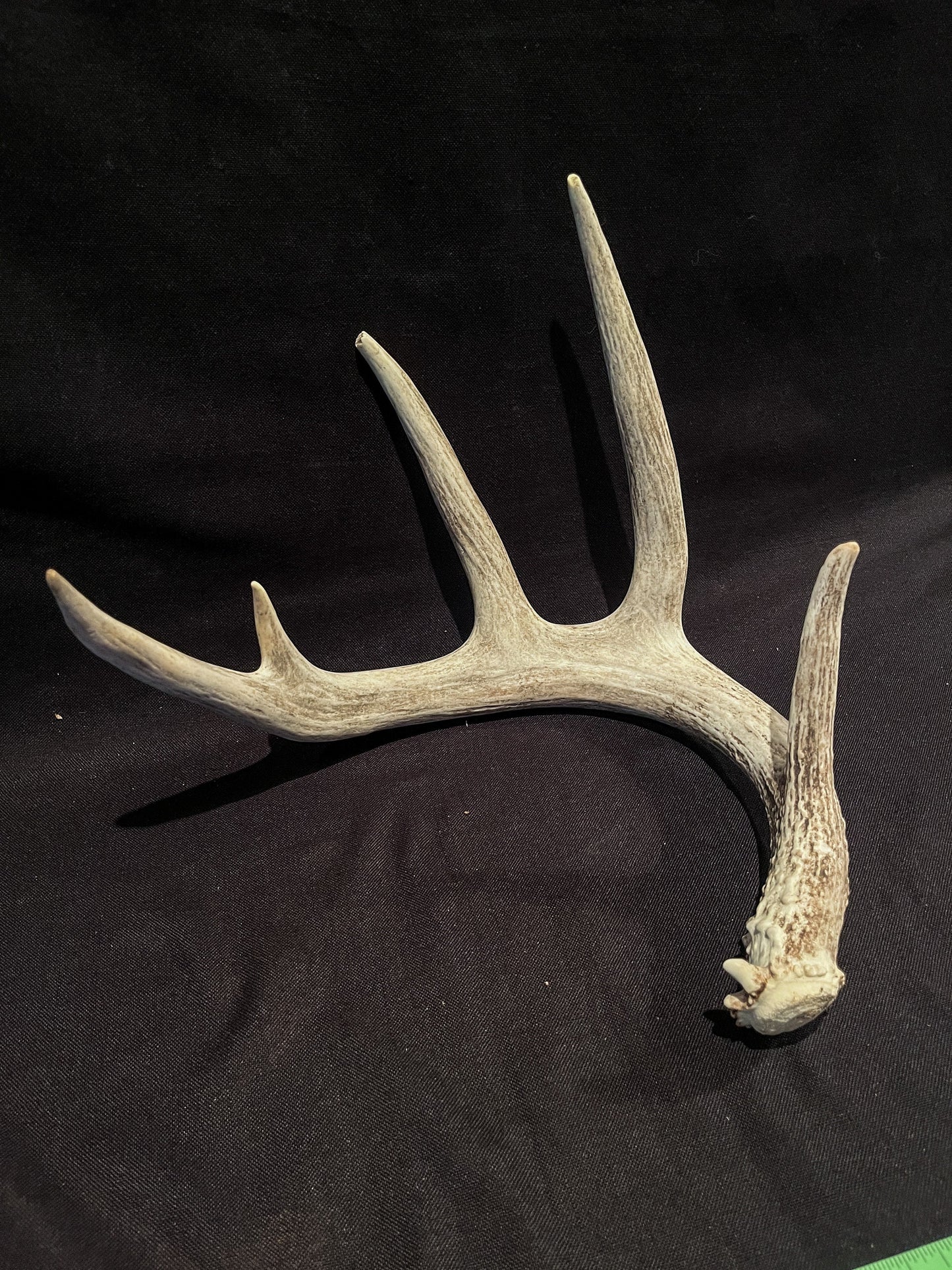 White-tailed Deer Antler - Huge antler with chew damage. From a wild Canadian deer. Decor, design, crafting and more!