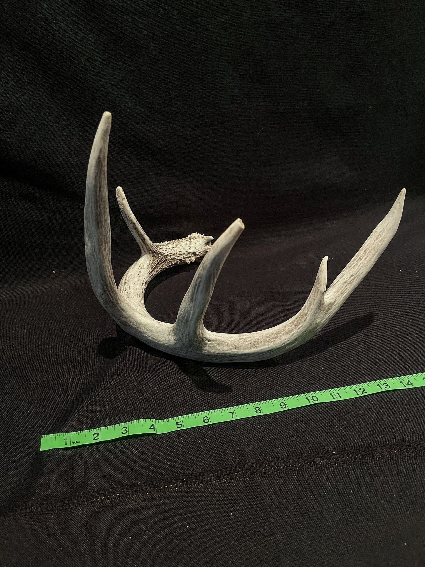 White-tailed Deer Antler - Huge antler with chew damage. From a wild Canadian deer. Decor, design, crafting and more!