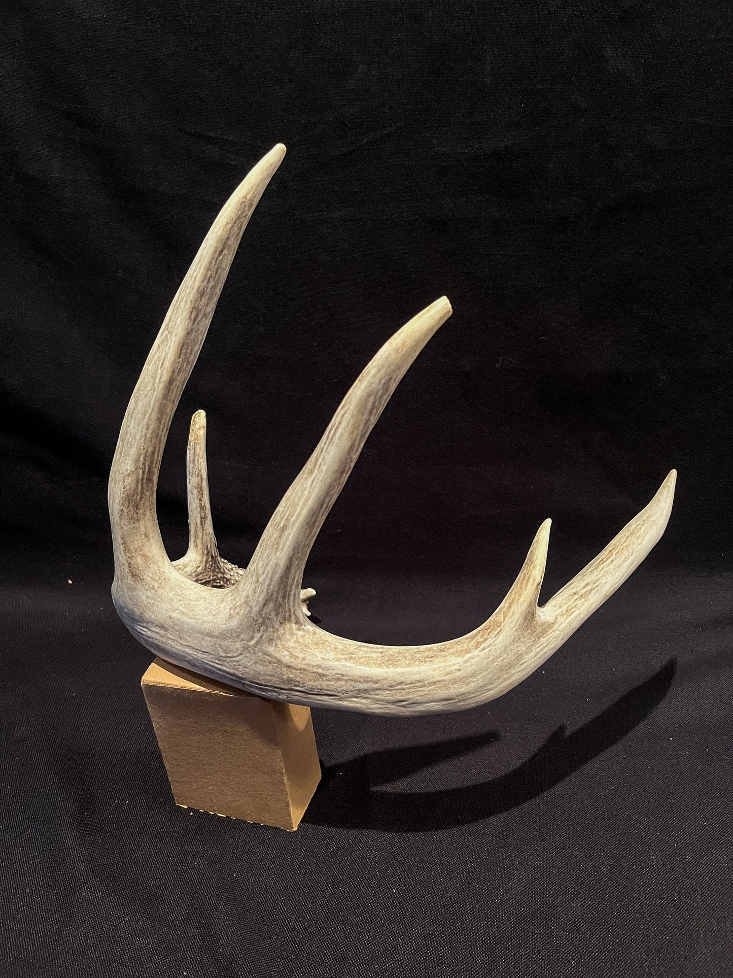 White-tailed Deer Antler - Huge antler with chew damage. From a wild Canadian deer. Decor, design, crafting and more!