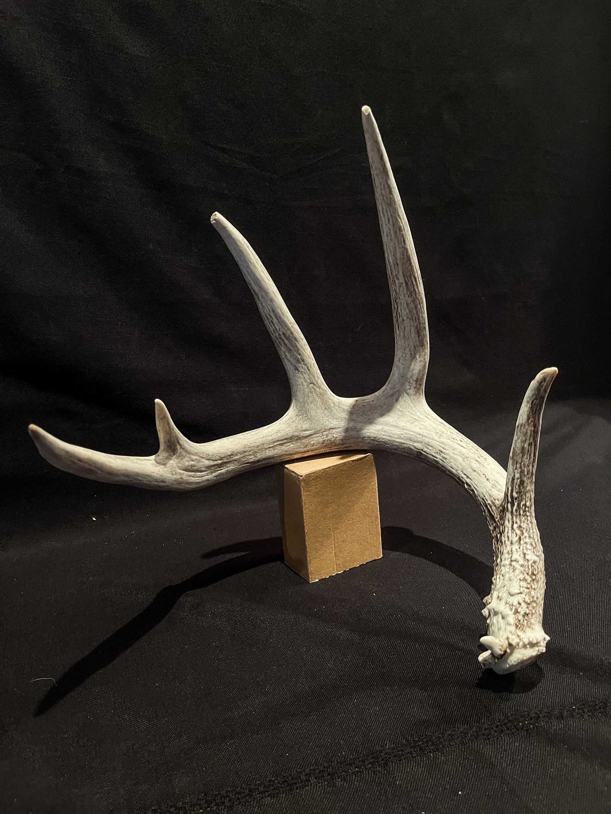 White-tailed Deer Antler - Huge antler with chew damage. From a wild Canadian deer. Decor, design, crafting and more!