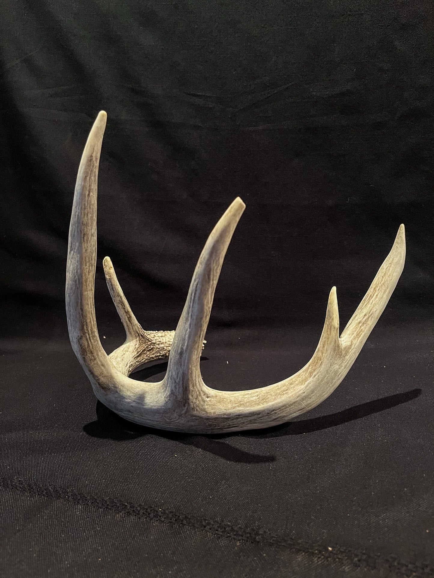 White-tailed Deer Antler - Huge antler with chew damage. From a wild Canadian deer. Decor, design, crafting and more!