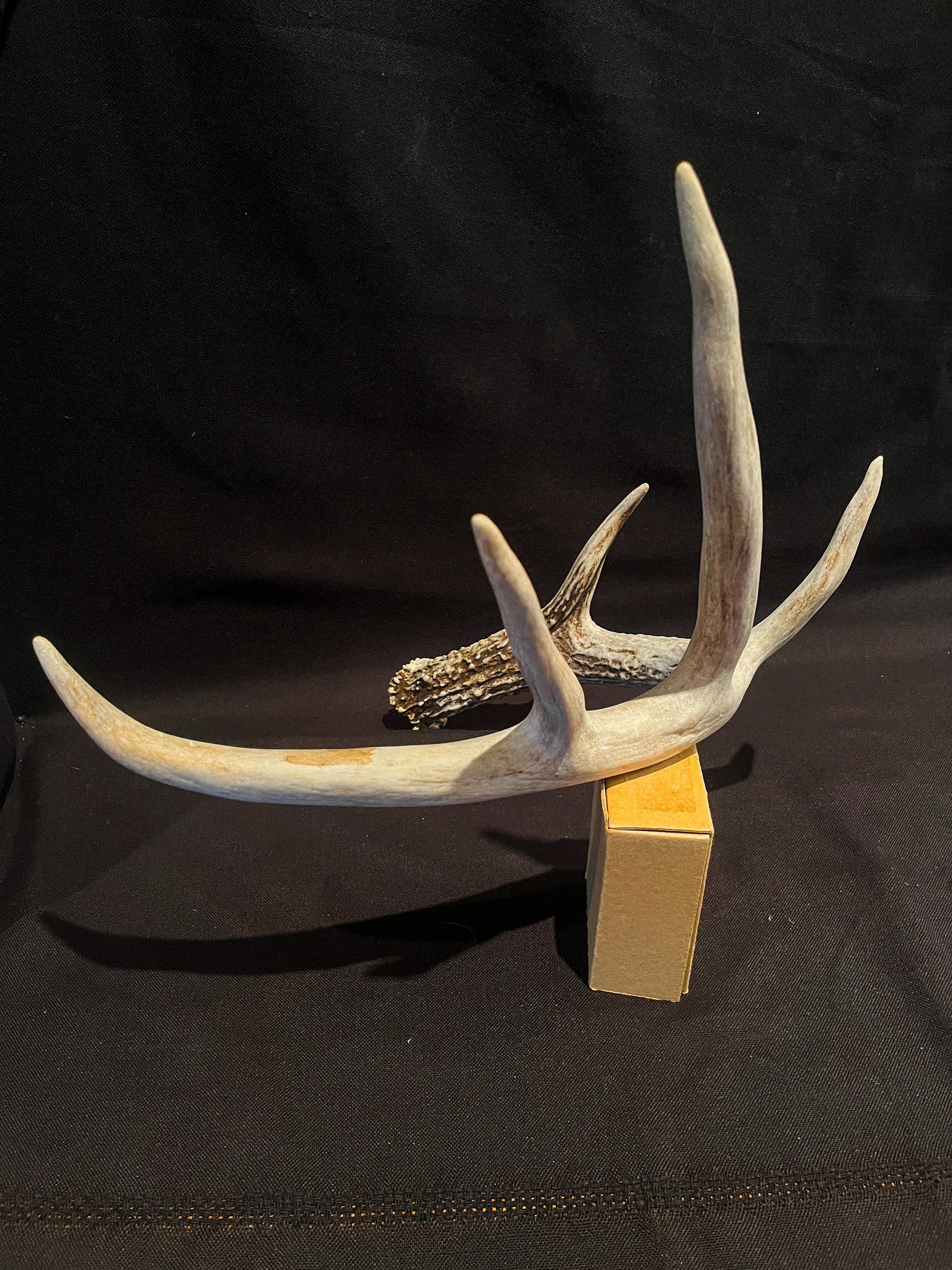 Deer Antler - Giant White-tailed deer Antler. Massive and Fresh. Stunning wild deer antler for decor, design, crafting and more