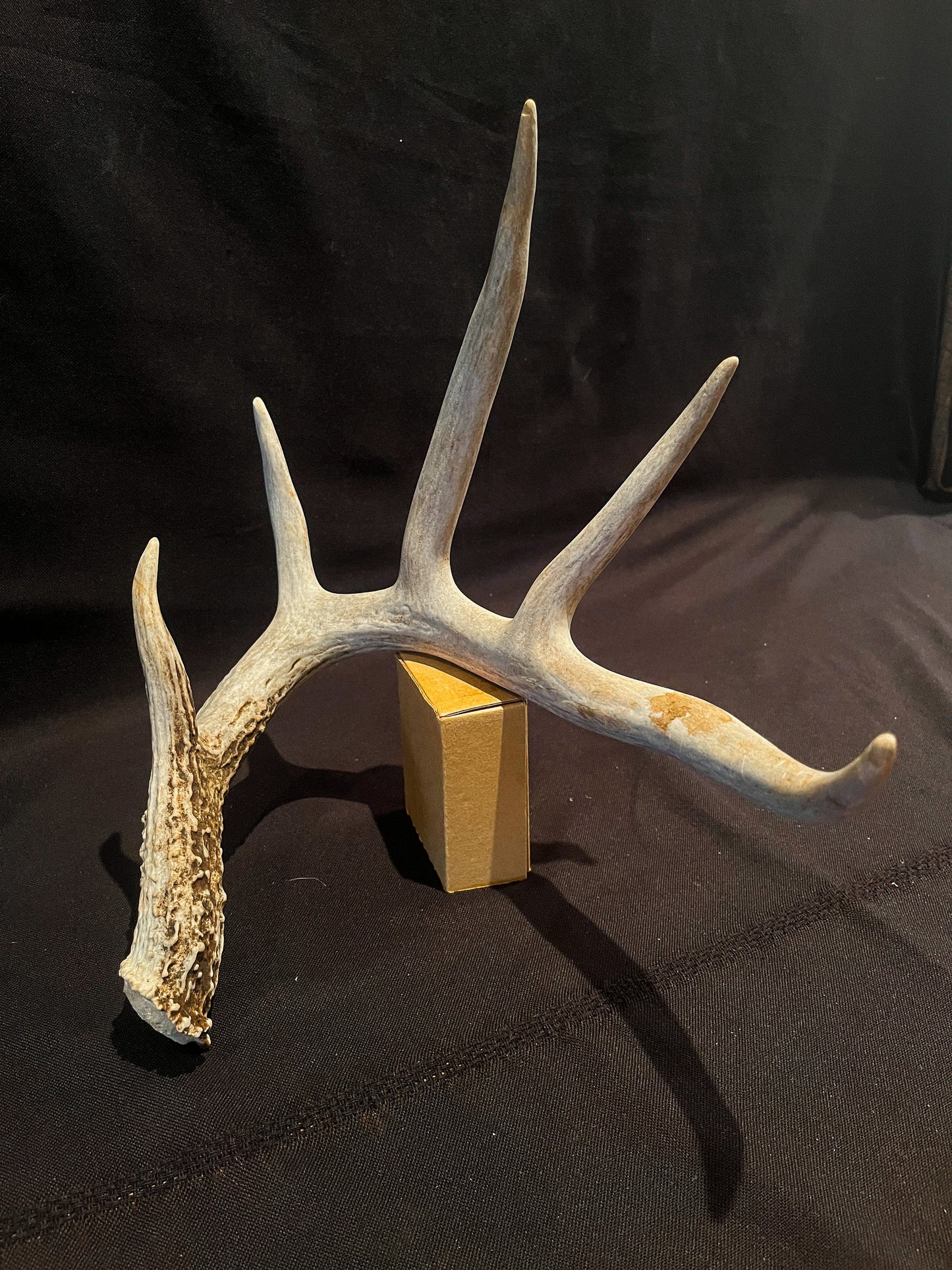 Deer Antler - Giant White-tailed deer Antler. Massive and Fresh. Stunning wild deer antler for decor, design, crafting and more