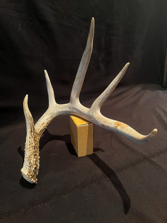 Deer Antler - Giant White-tailed deer Antler. Massive and Fresh. Stunning wild deer antler for decor, design, crafting and more