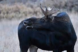 Moose Antler Pair. Large Canadian Moose Antlers - Crafting & Decoration, Gifts, and more.