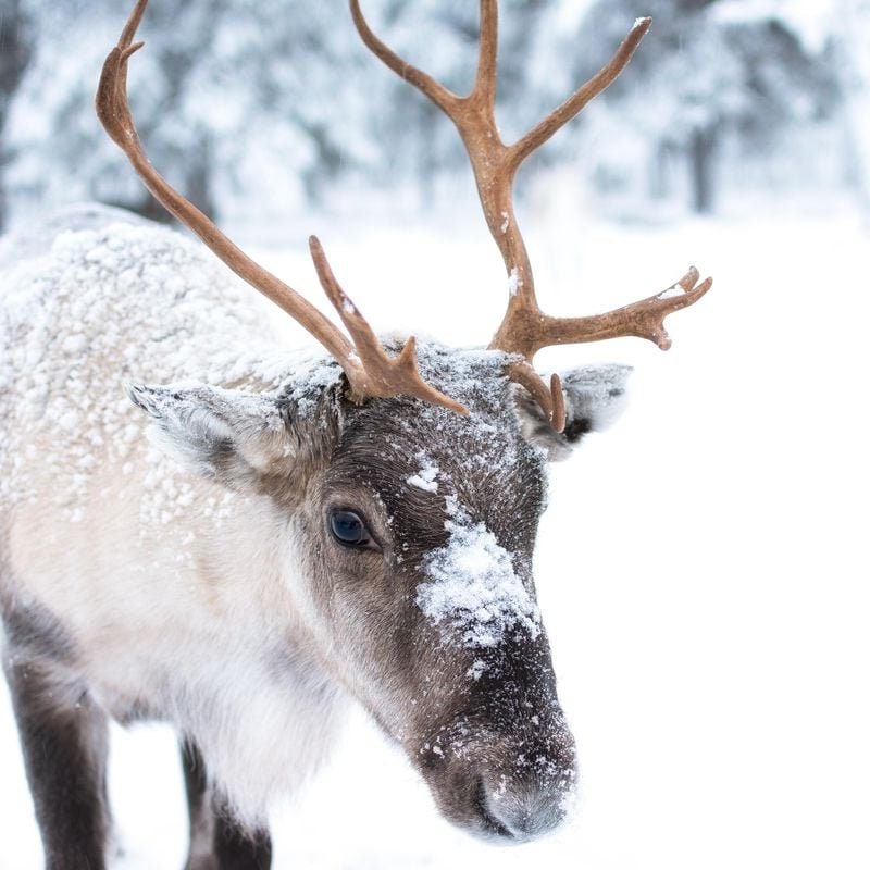 Reindeer Antlers! Matched Set Decorative Antlers/Horns. Female Caribou Matching Antler Set.