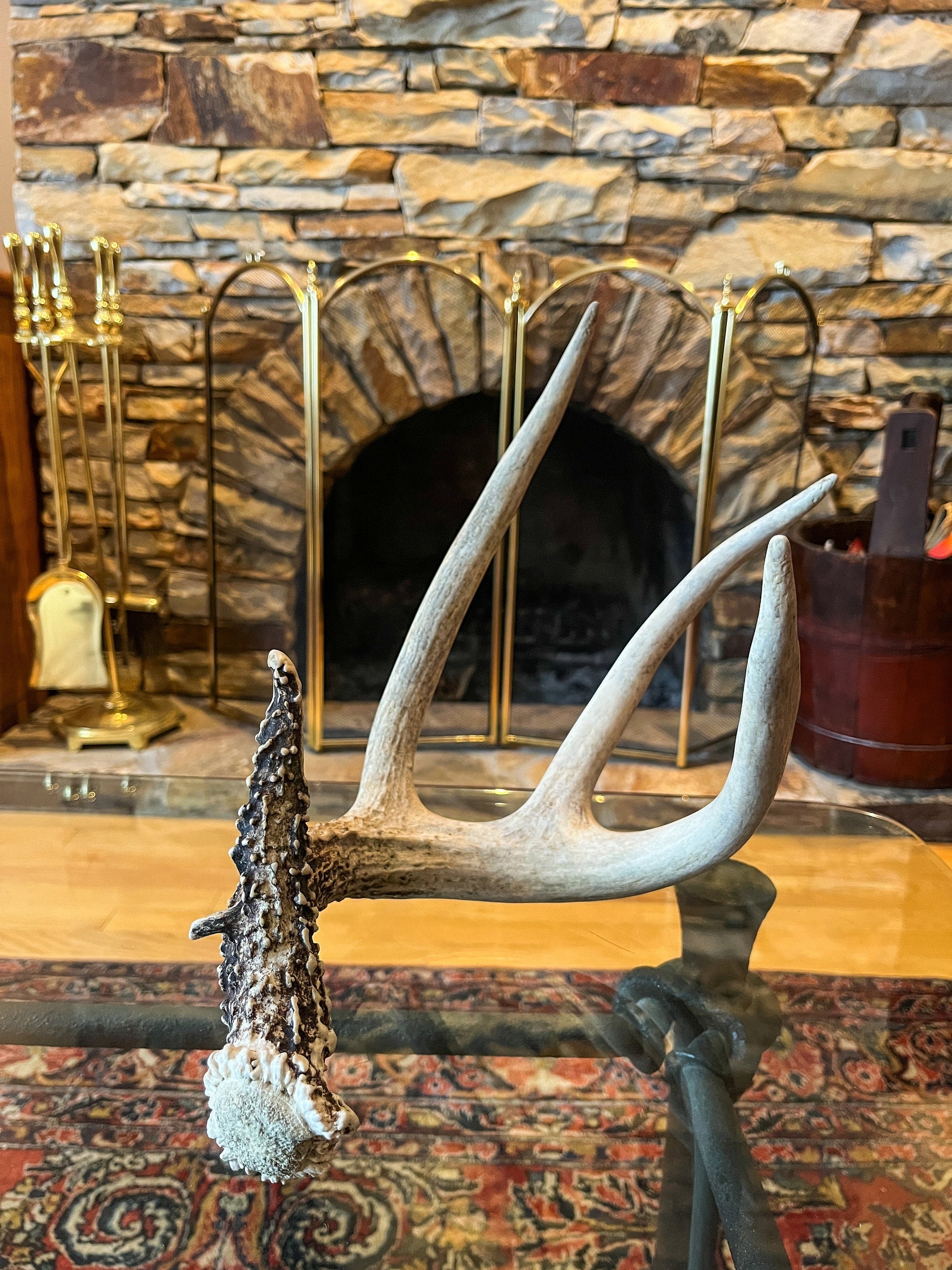 Deer Antler - White-tailed deer Antler. Fresh. Wild deer antler for decor, design, crafting and more