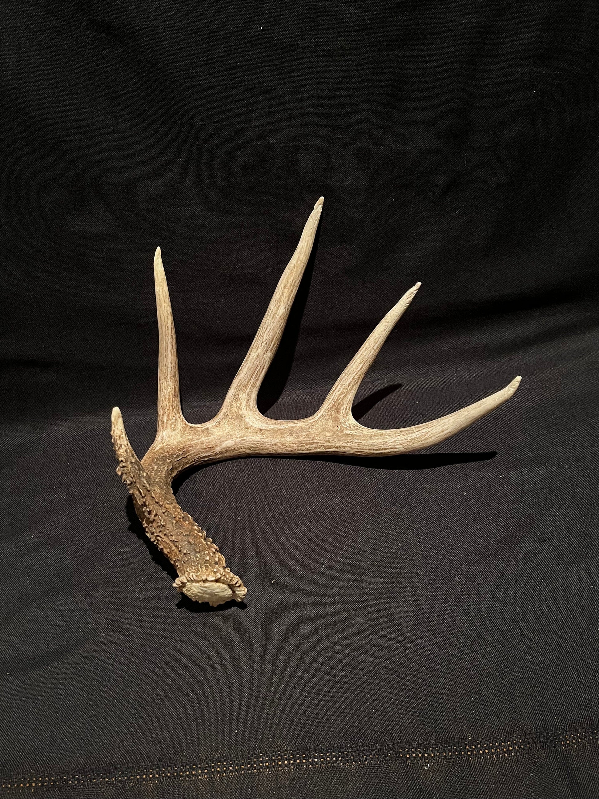 Deer Antler - Classic White-tailed deer Antler. Extra Large and Fresh. Stunning wild deer antler for decor, design, crafting and more