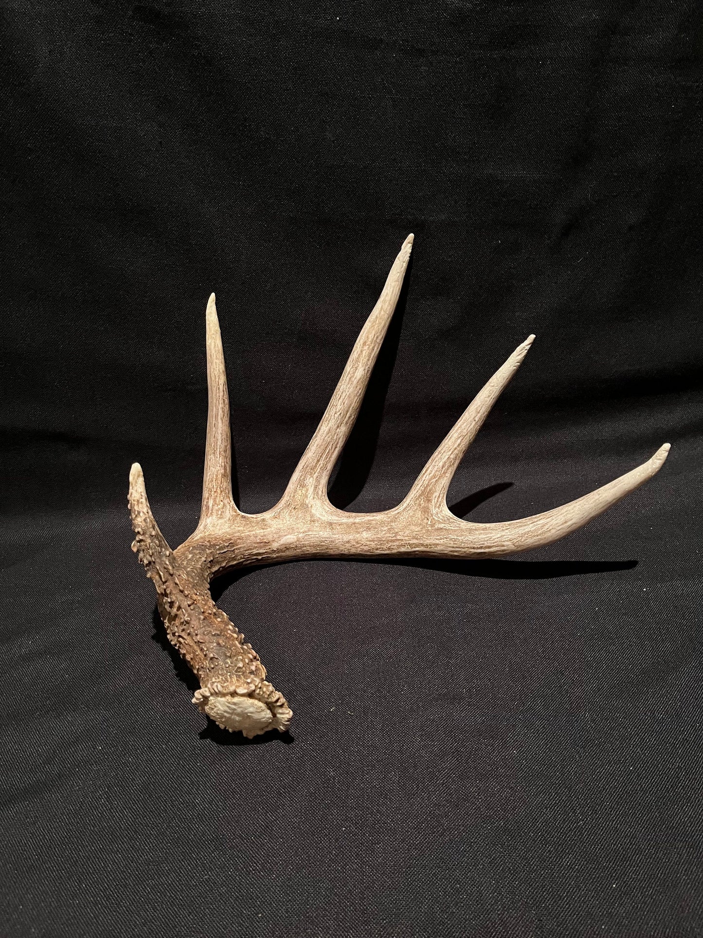 Deer Antler - Classic White-tailed deer Antler. Extra Large and Fresh. Stunning wild deer antler for decor, design, crafting and more