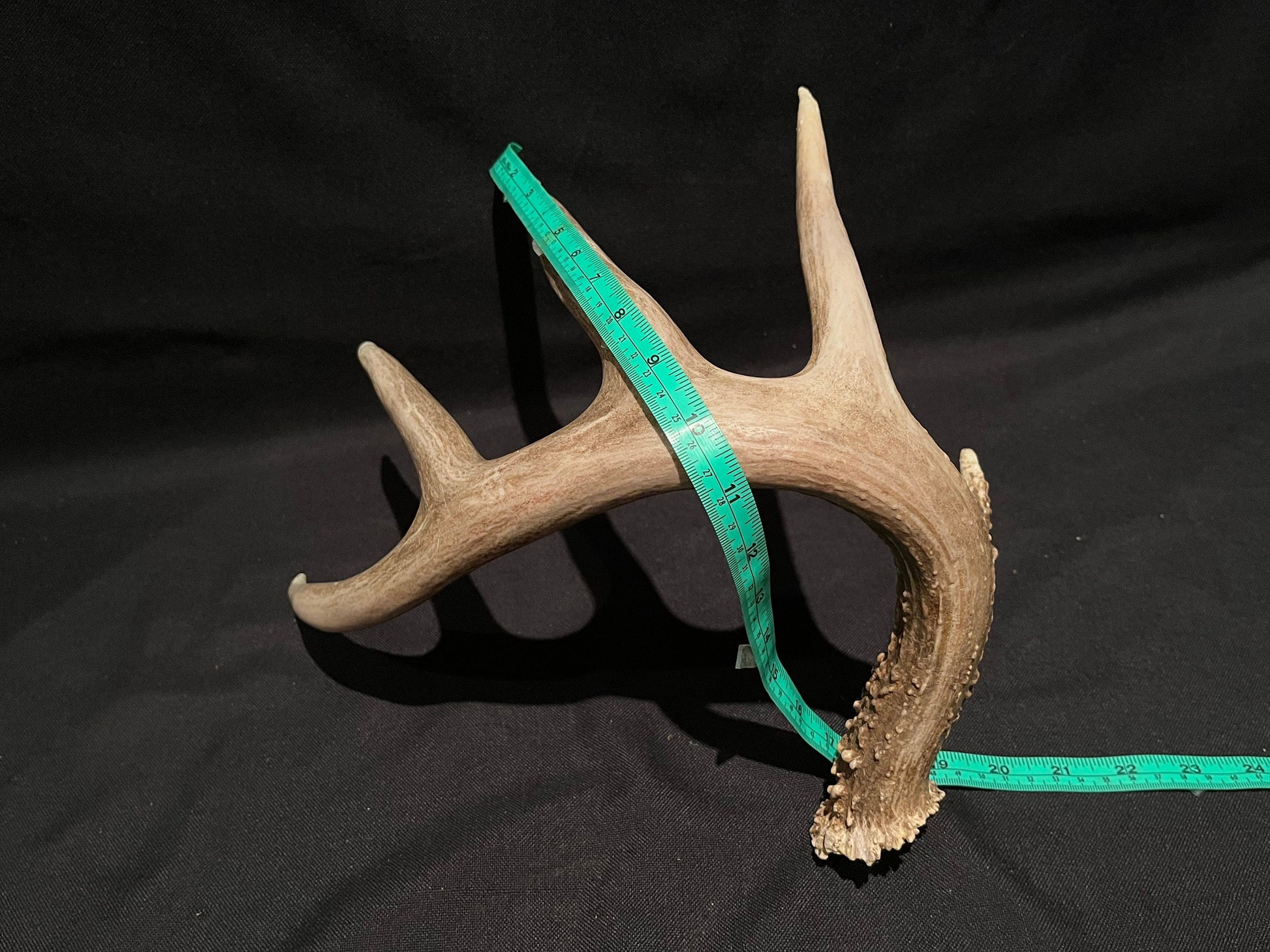 Deer Antler - Classic White-tailed deer Antler. Extra Large and Fresh. Stunning wild deer antler for decor, design, crafting and more