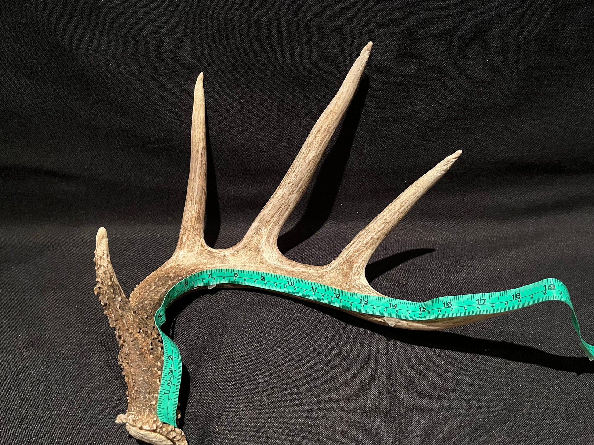 Deer Antler - Classic White-tailed deer Antler. Extra Large and Fresh. Stunning wild deer antler for decor, design, crafting and more