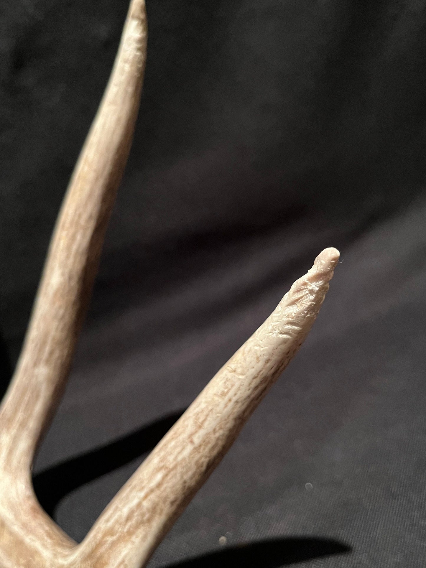 Deer Antler - Classic White-tailed deer Antler. Extra Large and Fresh. Stunning wild deer antler for decor, design, crafting and more