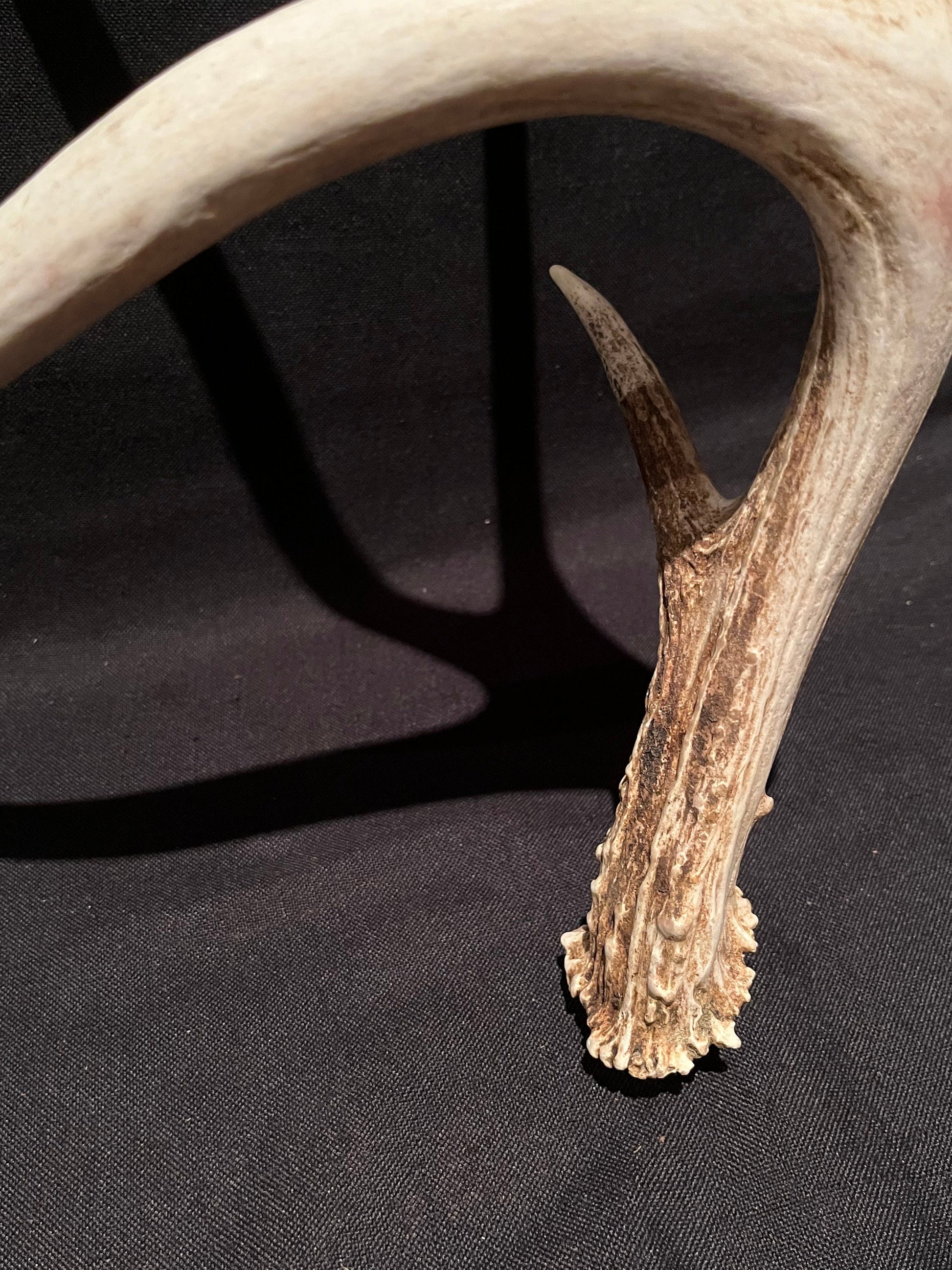 Deer Antler. Unusual decor antler, strange style, display, crafting and more. Terrarium. Antler/Horn