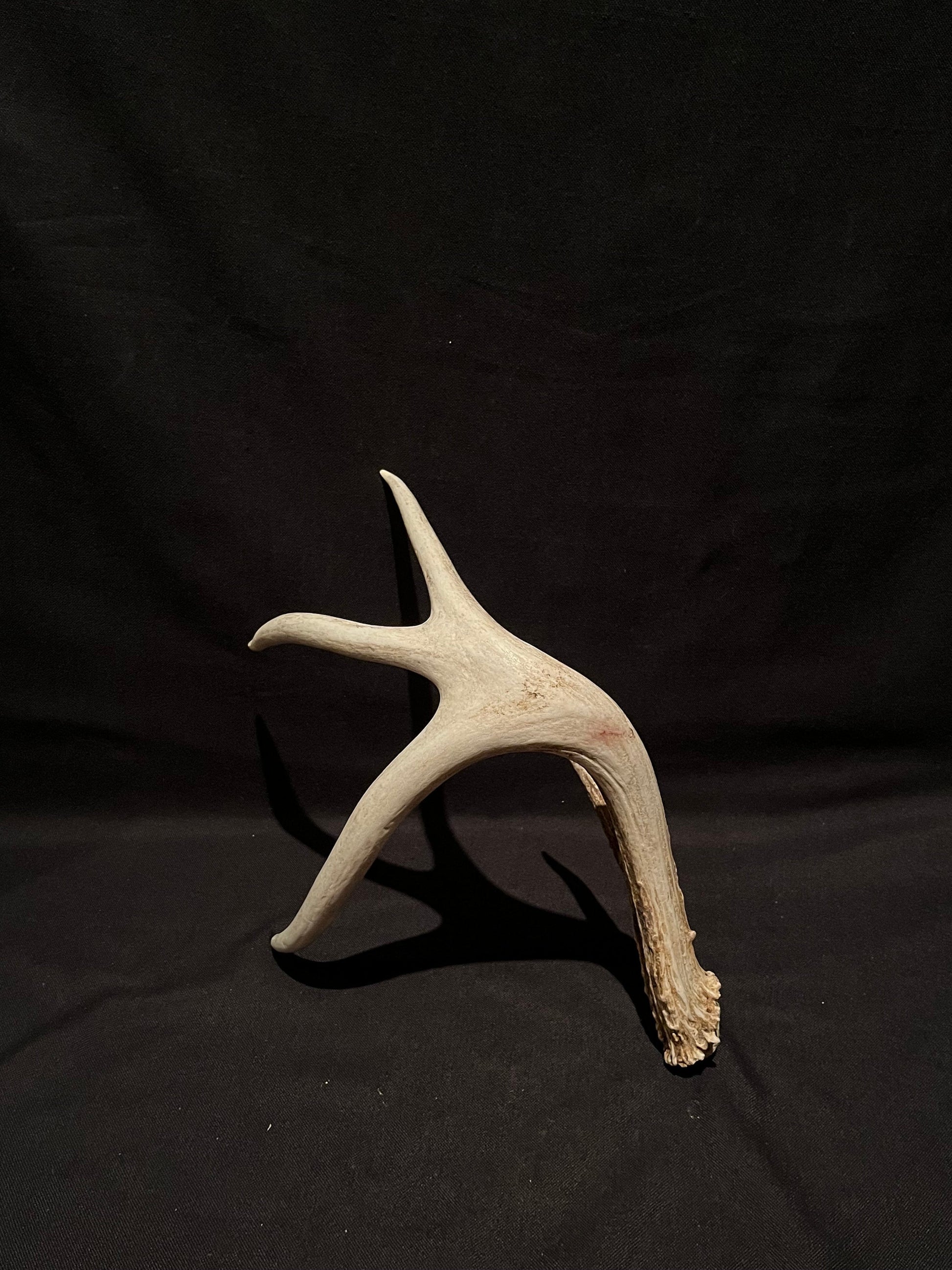 Deer Antler. Unusual decor antler, strange style, display, crafting and more. Terrarium. Antler/Horn