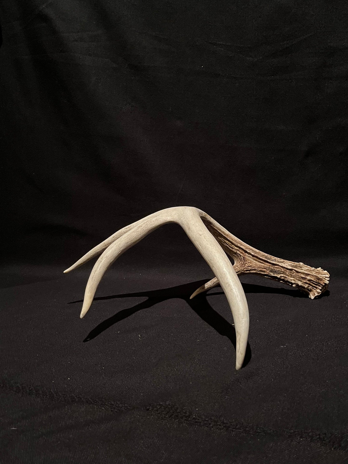 Deer Antler. Unusual decor antler, strange style, display, crafting and more. Terrarium. Antler/Horn