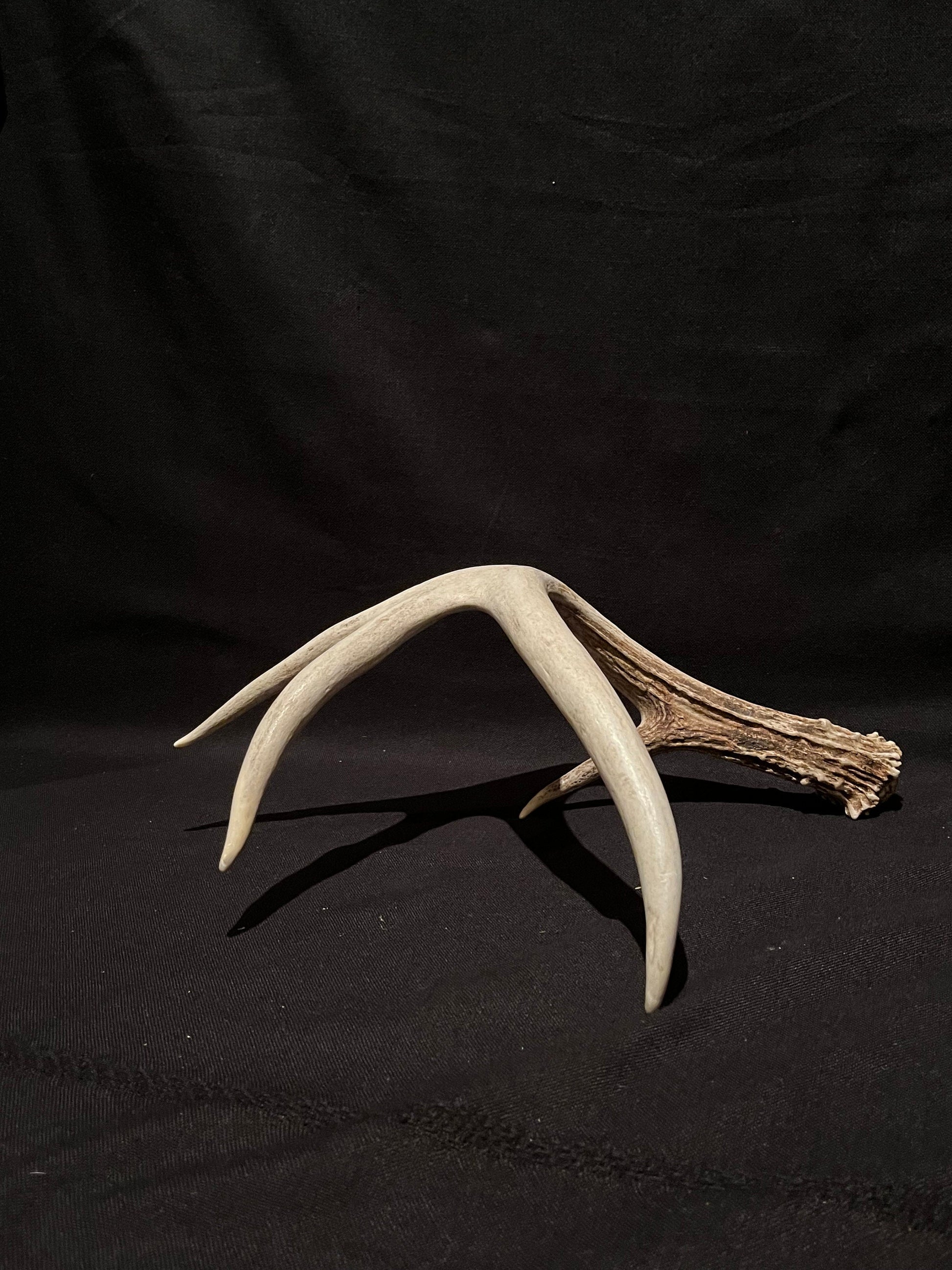 Deer Antler. Unusual decor antler, strange style, display, crafting and more. Terrarium. Antler/Horn