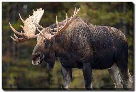 Pair of Moose Antlers. Old, asymmetrical Bull Moose Antlers. Crafting, Decorations and Centrepieces!