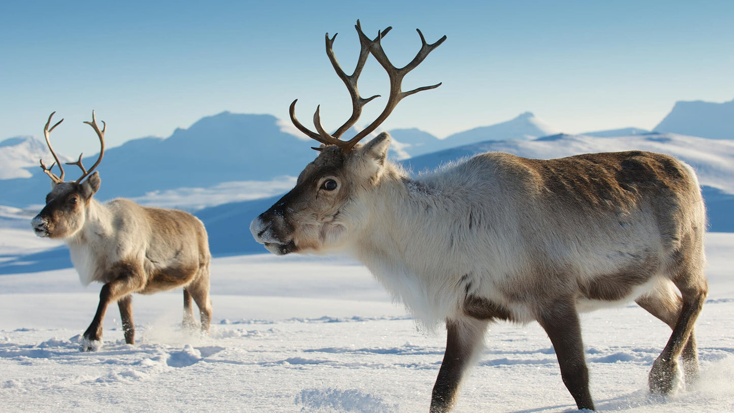 Reindeer Antlers! Matched Set Decorative Antlers/Horns. Female Caribou Matching Antler Set.