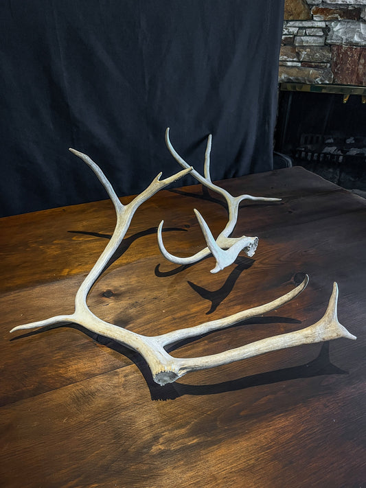 Reindeer Antlers! Matched Set Decorative Antlers/Horns. Female Caribou Matching Antler Set.