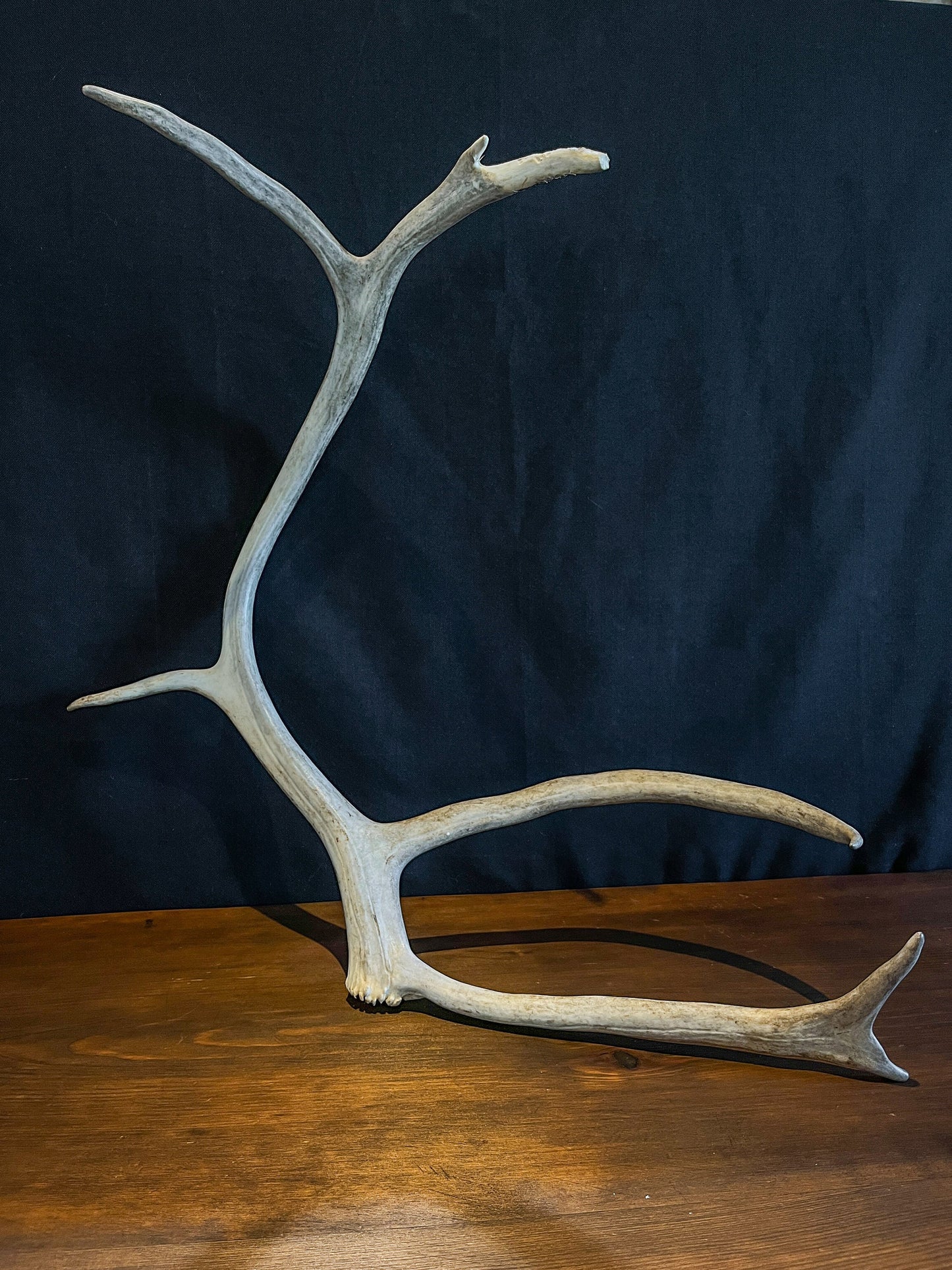 Reindeer Antlers! Matched Set Decorative Antlers/Horns. Female Caribou Matching Antler Set.