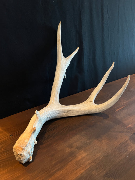 Mule deer antler. XL, Rustic style decor. Crafting. Design. Insane Mass, very thick antler!