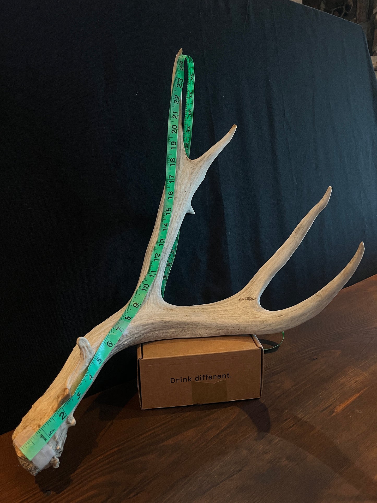 Mule deer antler. XL, Rustic style decor. Crafting. Design. Insane Mass, very thick antler!