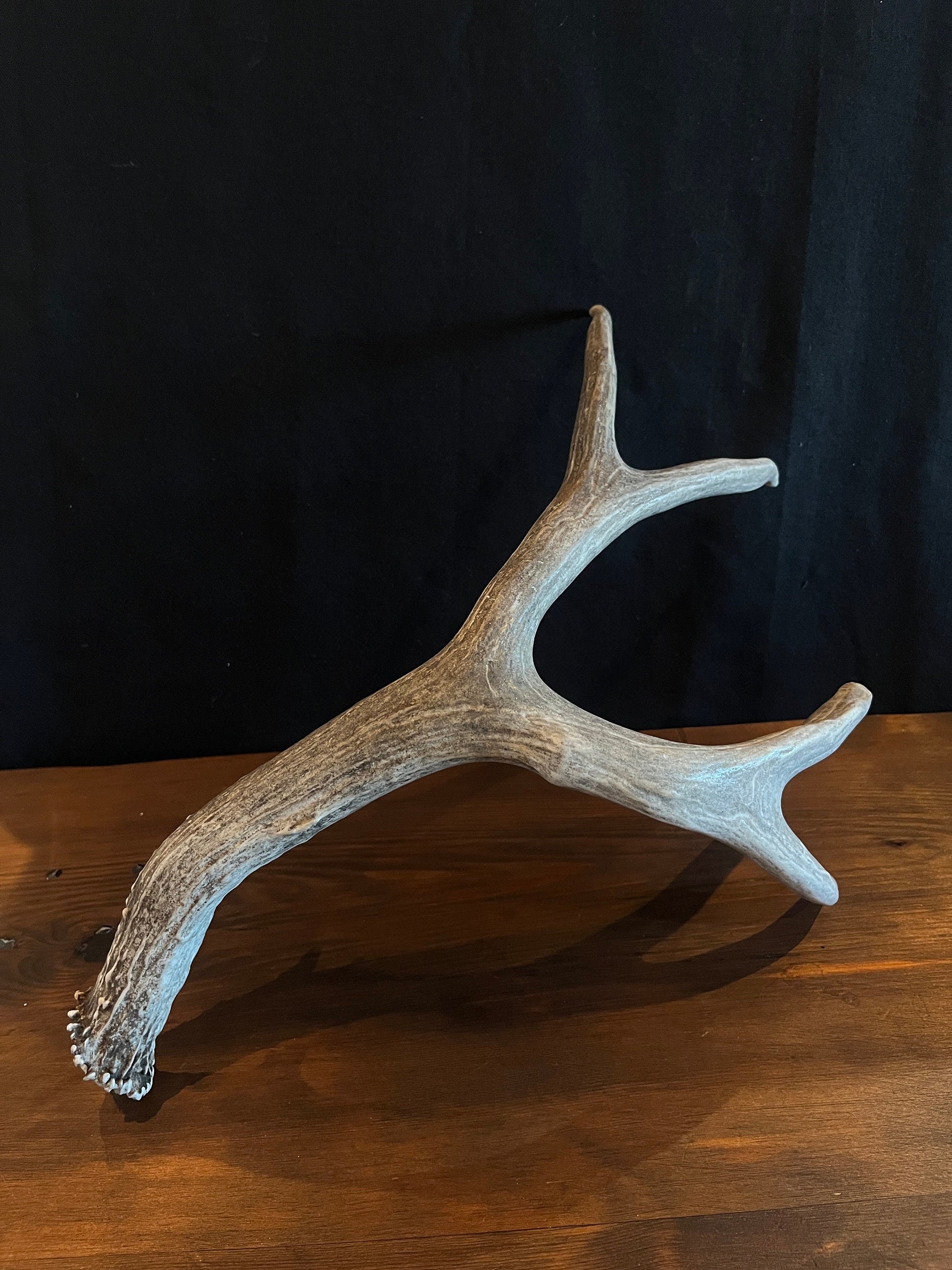 Dark Brown Mule deer antler. Large, Rustic style decoration. Cabin and Farm decor centrepiece.