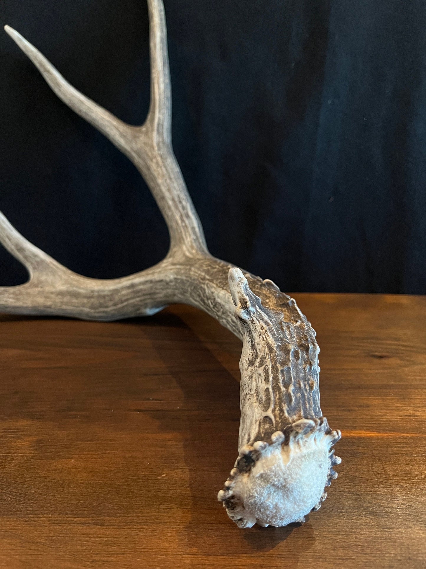 Dark Brown Mule deer antler. Large, Rustic style decoration. Cabin and Farm decor centrepiece.