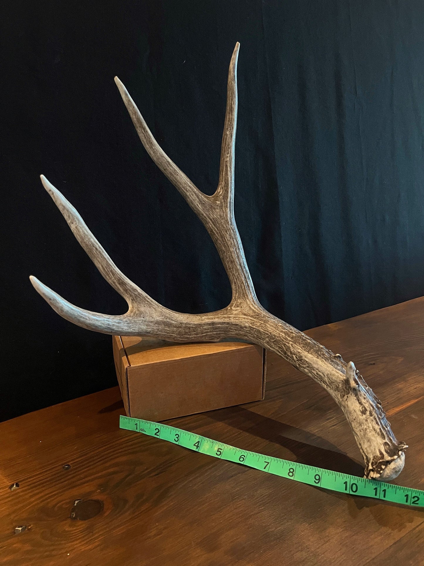 Dark Brown Mule deer antler. Large, Rustic style decoration. Cabin and Farm decor centrepiece.