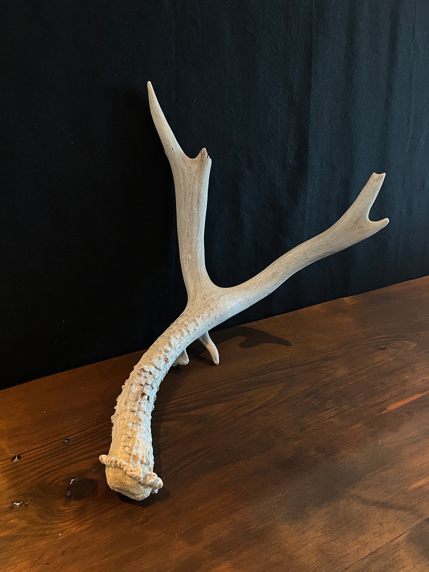 Natural Mule Deer Antler. Atypical Mule Deer Antler for Crafting, Decor and More