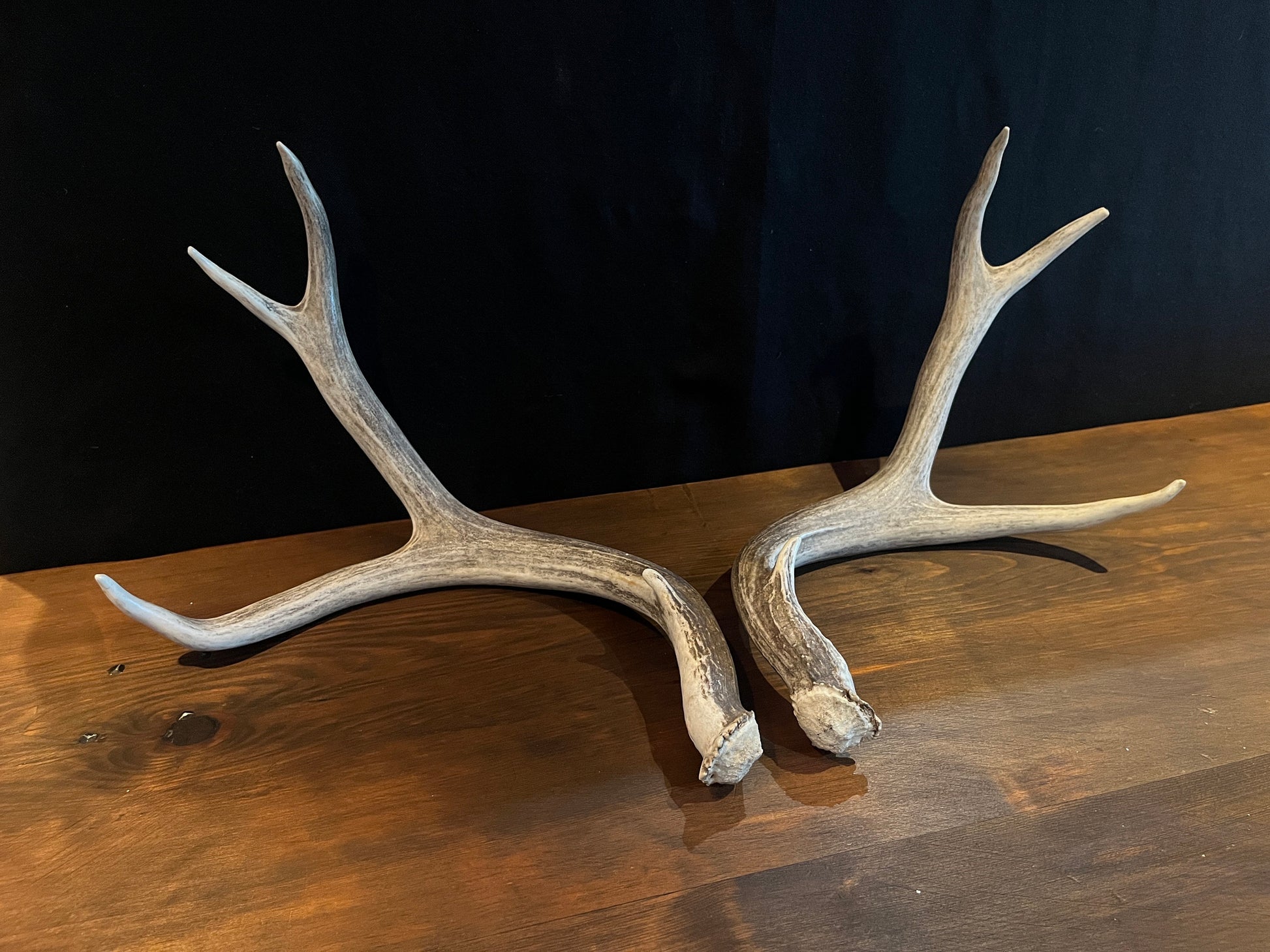 Mule deer antlers. Medium sized. Naturally shed. Decor. Crafting