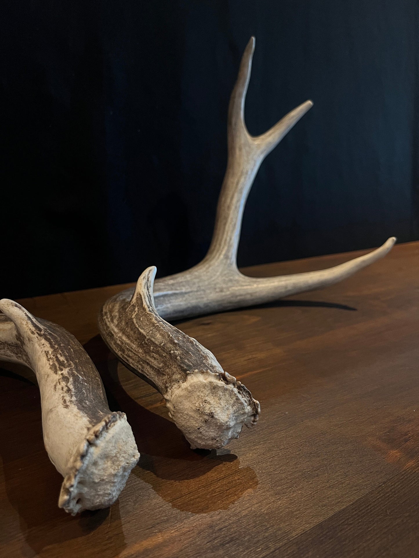 Mule deer antlers. Medium sized. Naturally shed. Decor. Crafting