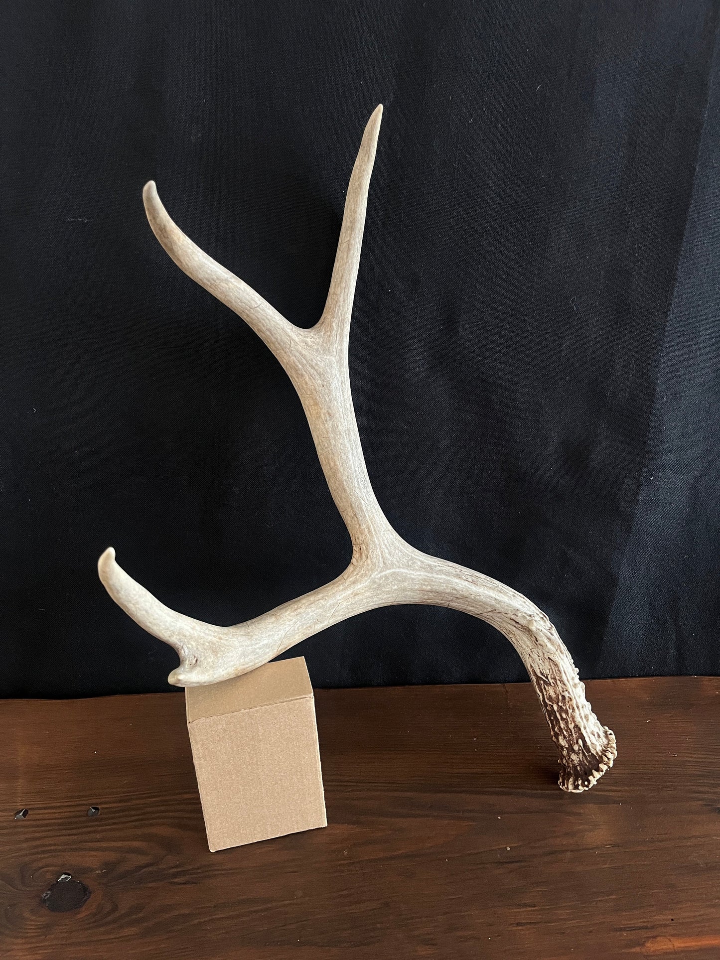 Set of Large Mule Deer Antlers from Alberta, Canada. For Crafting, Decor and More